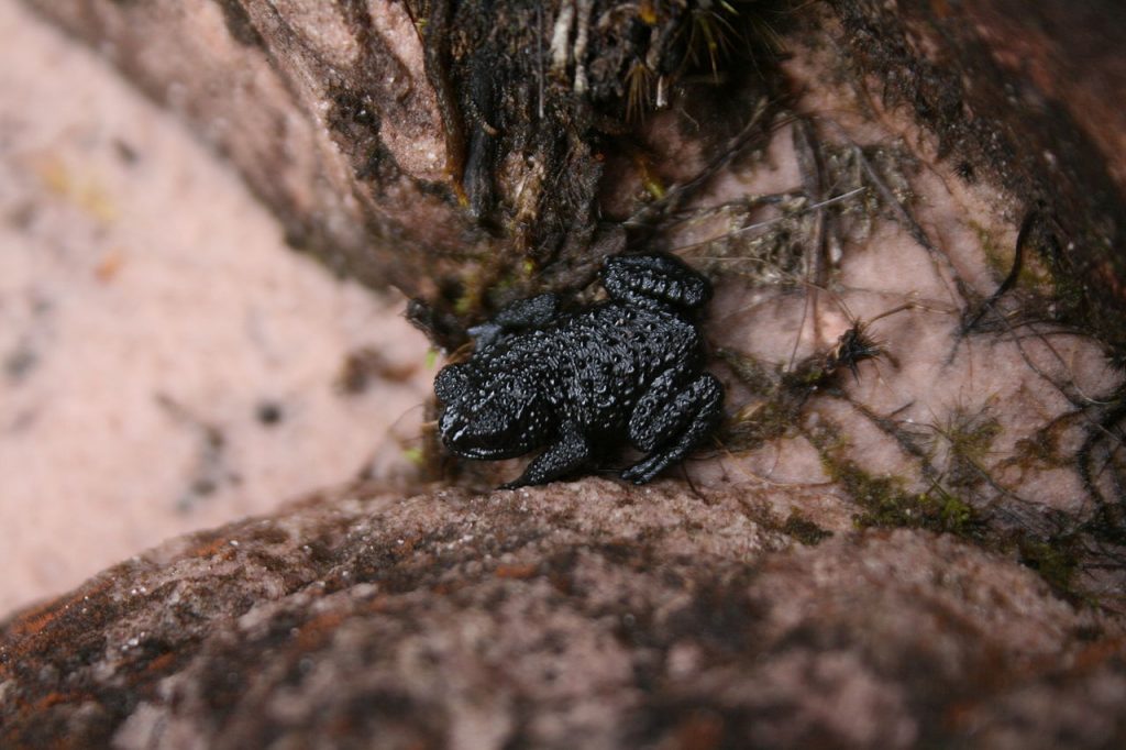 pebbel toad