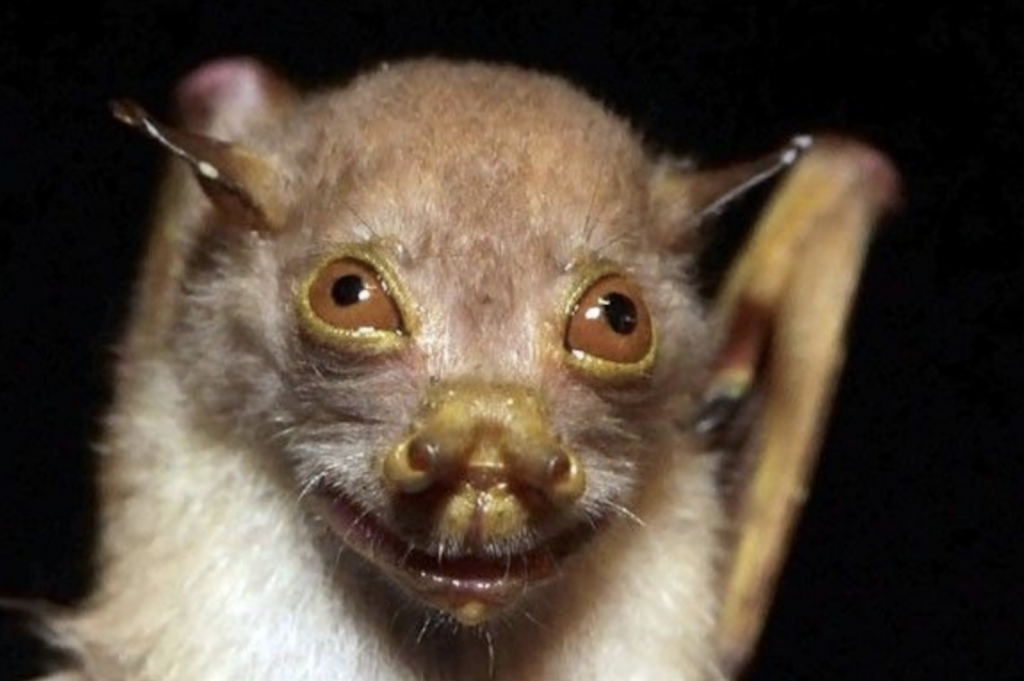 Tube nosed bat